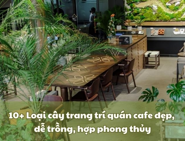 10+ Loại cây trang trí quán cafe đẹp, dễ trồng, hợp phong thủy