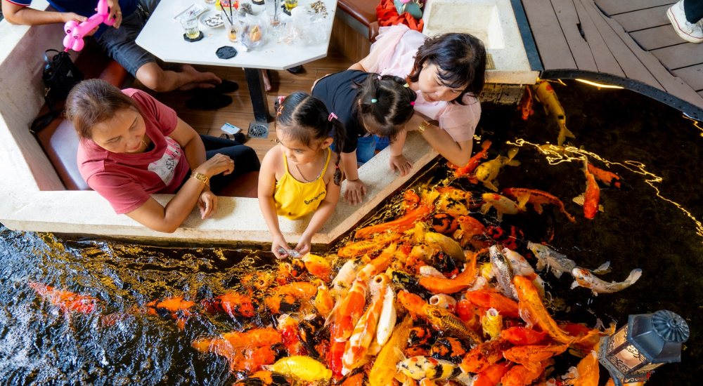 Quán cà phê cá Koi là lựa chọn lý tưởng của nhiều gia đình