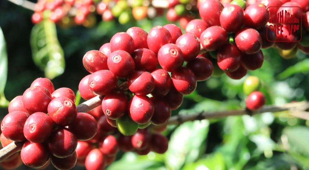 Cà phê Bourbon mang vị ngọt tự nhiên trong nhóm cà phê ngon Việt Nam