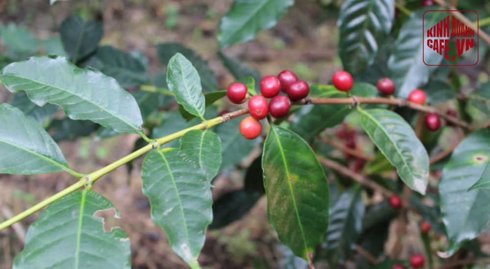 Cà phê Typica góp mặt trong các loại cà phê ngon với hương vị cân bằng