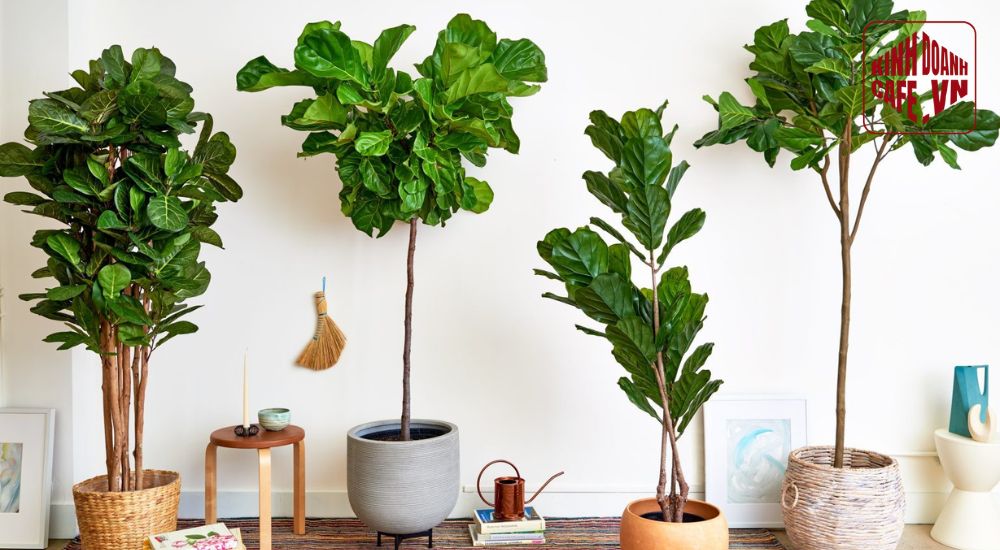 Cây bàng Singapore là lựa chọn cây trang trí quán cafe ngoài trời giúp tạo bóng mát