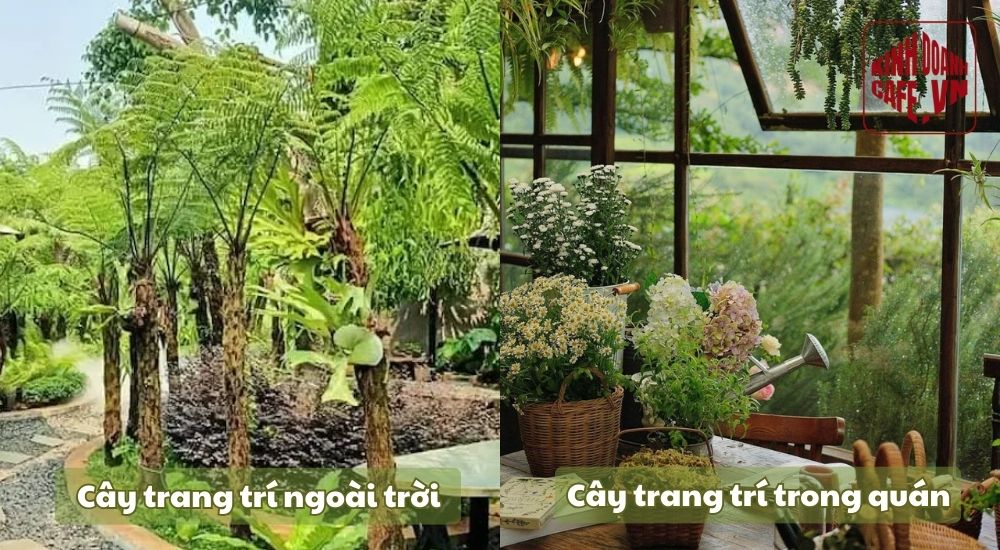 Cây cảnh trang trí quán cafe được chia làm hai loại chính
