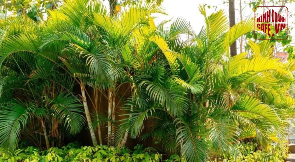 Cây dừa cảnh mang phong cách cafe cây xanh gần gũi thiên nhiên và thư giãn