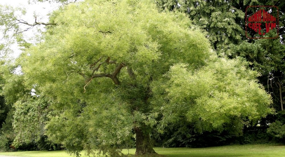 Cây hòe giúp trang trí quán cafe ngoài trời với tán lá rộng và cảm giác dễ chịu