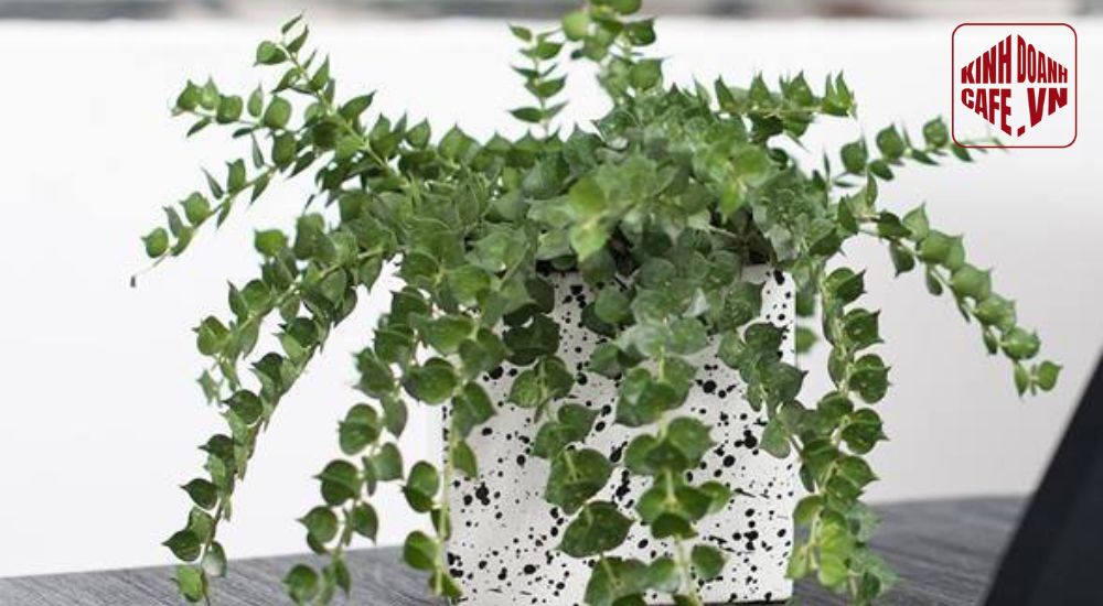 Cây Lan Tim là cây trang trí quán cafe tạo cảm giác thân thiện và dễ chịu cho khách