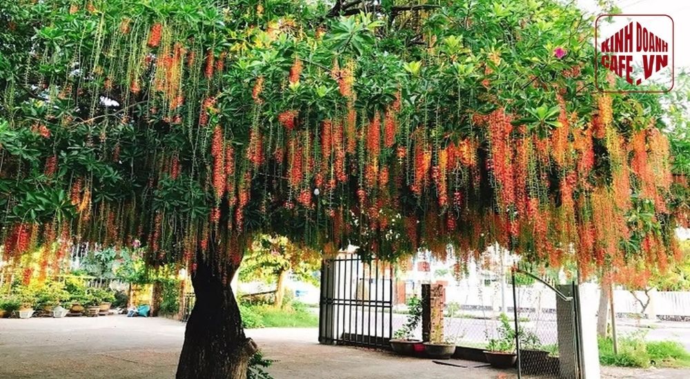 Cây lộc vừng là cây cảnh trang trí quán cafe giúp tạo điểm nhấn phong thủy và thẩm mỹ