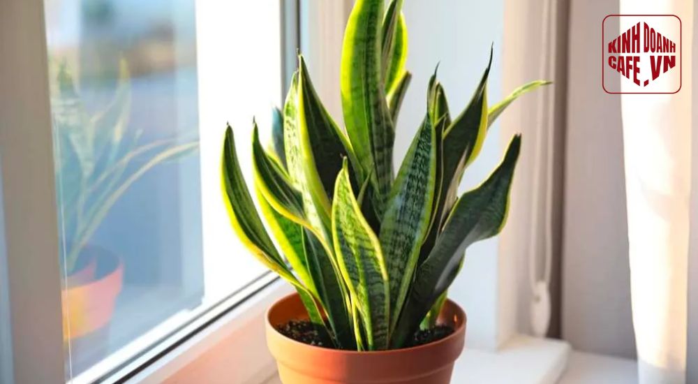 Cây lưỡi hổ phù hợp cafe cây xanh nhờ nhỏ gọn và khả năng lọc không khí tốt
