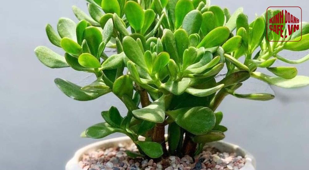 Cây Ngọc Bích thích hợp trang trí quán cafe nhỏ nhờ hình dáng gọn gàng và mang ý nghĩa tốt