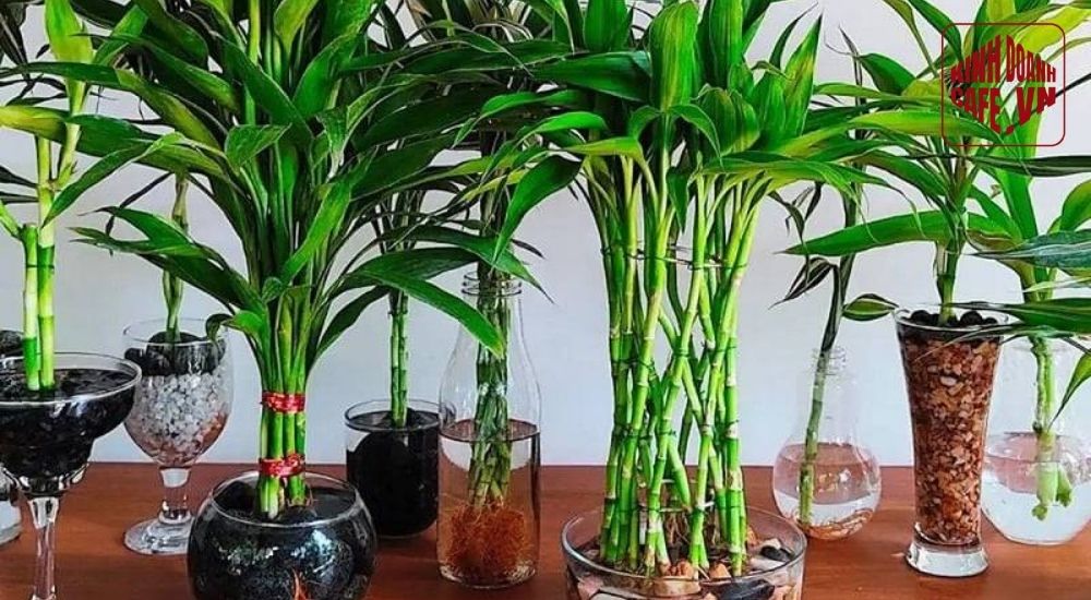 Cây phát tài là cây trang trí quán cafe mang ý nghĩa may mắn và dễ chăm sóc