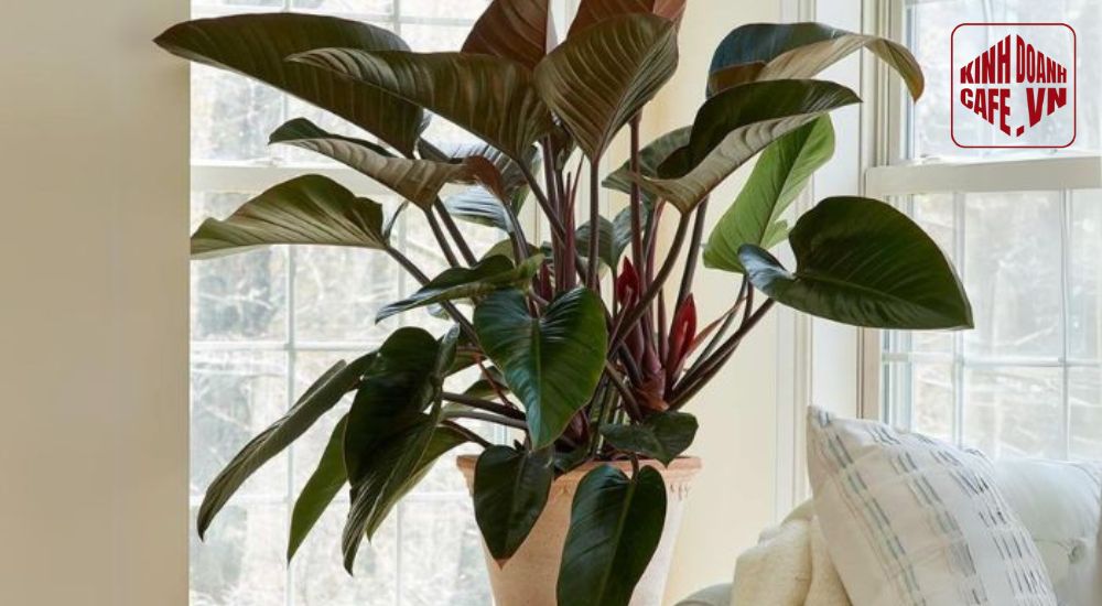 Cây trầu bà đế vương đỏ giúp trang trí quán cafe nổi bật với màu lá ấn tượng