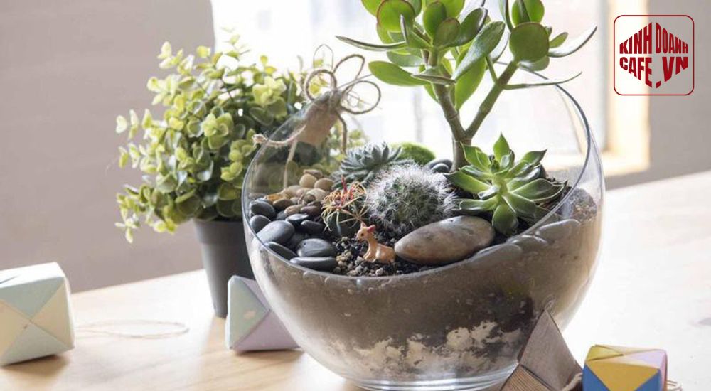 Cây cảnh mini terrarium giúp không gian tinh tế và sinh động hơn