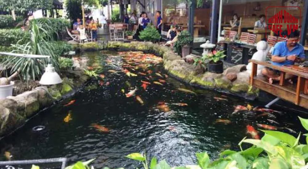 Cafe sân vườn cá koi