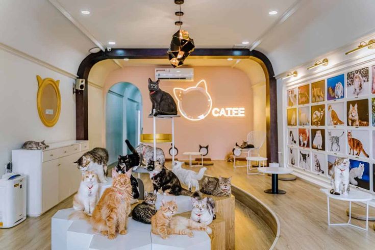 Mô hình quan cafe thú cưng là một lựa chọn hợp lý